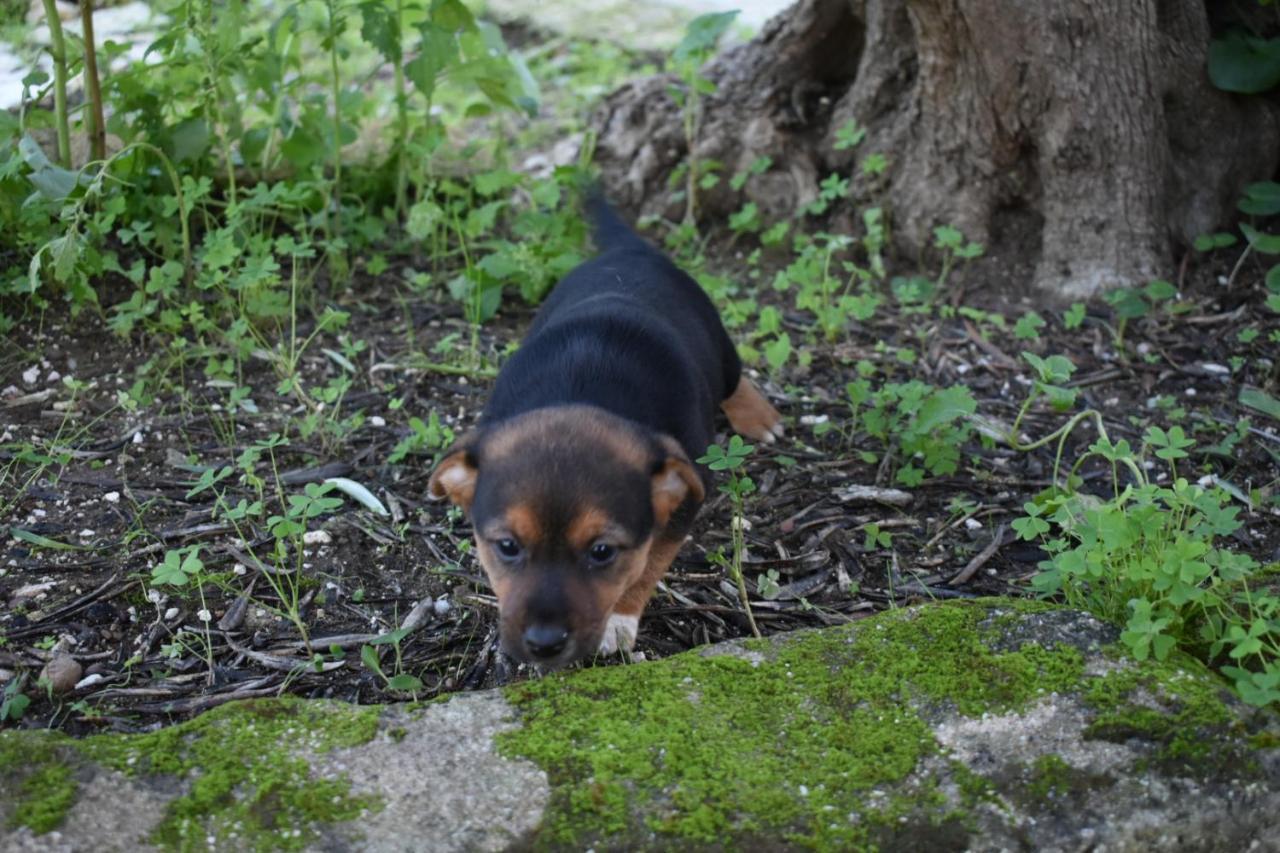 Apartament La Casetta Nel Bosco Calatafimi Zewnętrze zdjęcie